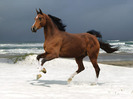 norwegian_horse