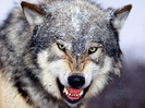 snarling_gray_wolf