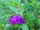 BALSAMINE