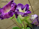 DSC03217