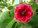 DSC03204