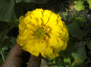 carciumareasa