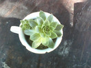 sempervivum