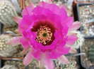 Echinocereus reichenbachi v.baylei