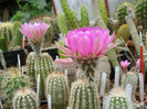 Echinocereus reichenbachi v.baylei