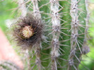 Echinopsis haku-jo