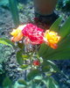 Fotogr.0029