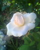Fotogr.0031