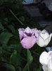 P5010007