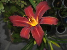 Hemerocallis - nu e chiar un crin