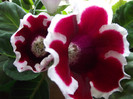 gloxinia