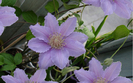 clematis in ghiveci 3mai2007
