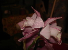 cymbidium din martie 2007