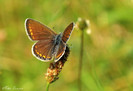 polyommatus icarus