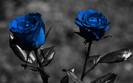 2 trandafiri albastri