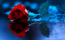 trandafir_rosu
