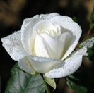 f_whiterose1m_71a9edb