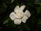 gardenia jasminiodes
