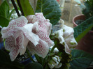 P1080554