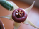 Huernia procumbens (5)