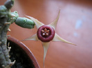 Huernia procumbens (2)