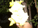 53