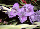 55