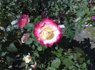 trandafirul alb cu roza