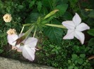 regina noptii=nicotiana alata