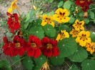 caltunas=tropaeolum majus