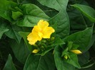 ajuga laxmanni=barba boierului