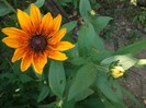 rudbekia hirta tiger eye