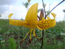 DSC02596