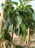 DSC02643