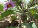 DSC02620
