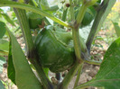 DSC02636