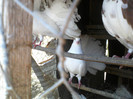 P10-07-11_12.49[1]