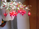 Fuchsia Marinka