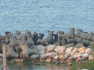 iulie 2011 016