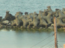 iulie 2011 017