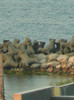 iulie 2011 019
