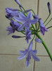 agapanthus