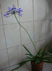 agapanthus