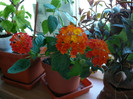 iulie lantana