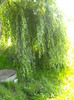 DSCN0106