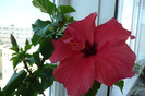 Aloha rosa