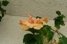 Classic apricot