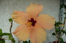 Cairo apricot