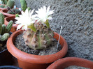 Gymnocalcium inflorit