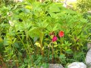 balsamine
